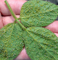 Multi-state Research reveals Integrated Pest Management ...