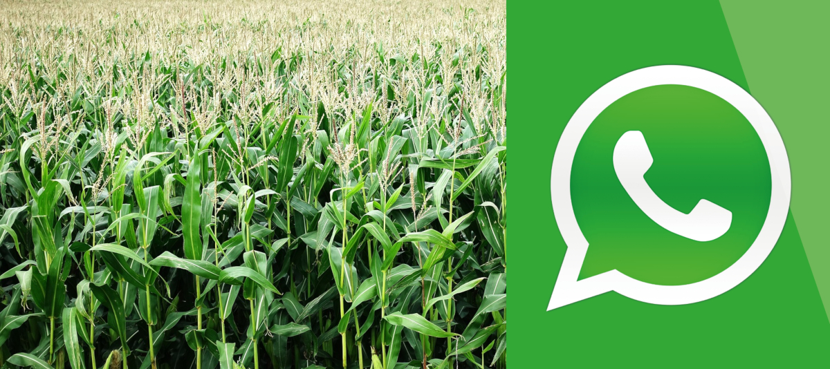 Groupe Whatsapp Dedie Aux Appels A Projets Et Aux Subventions Pour L Agriculture L Aquaculture L